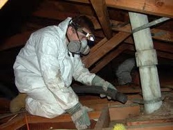 Attic cleaning services Fremont